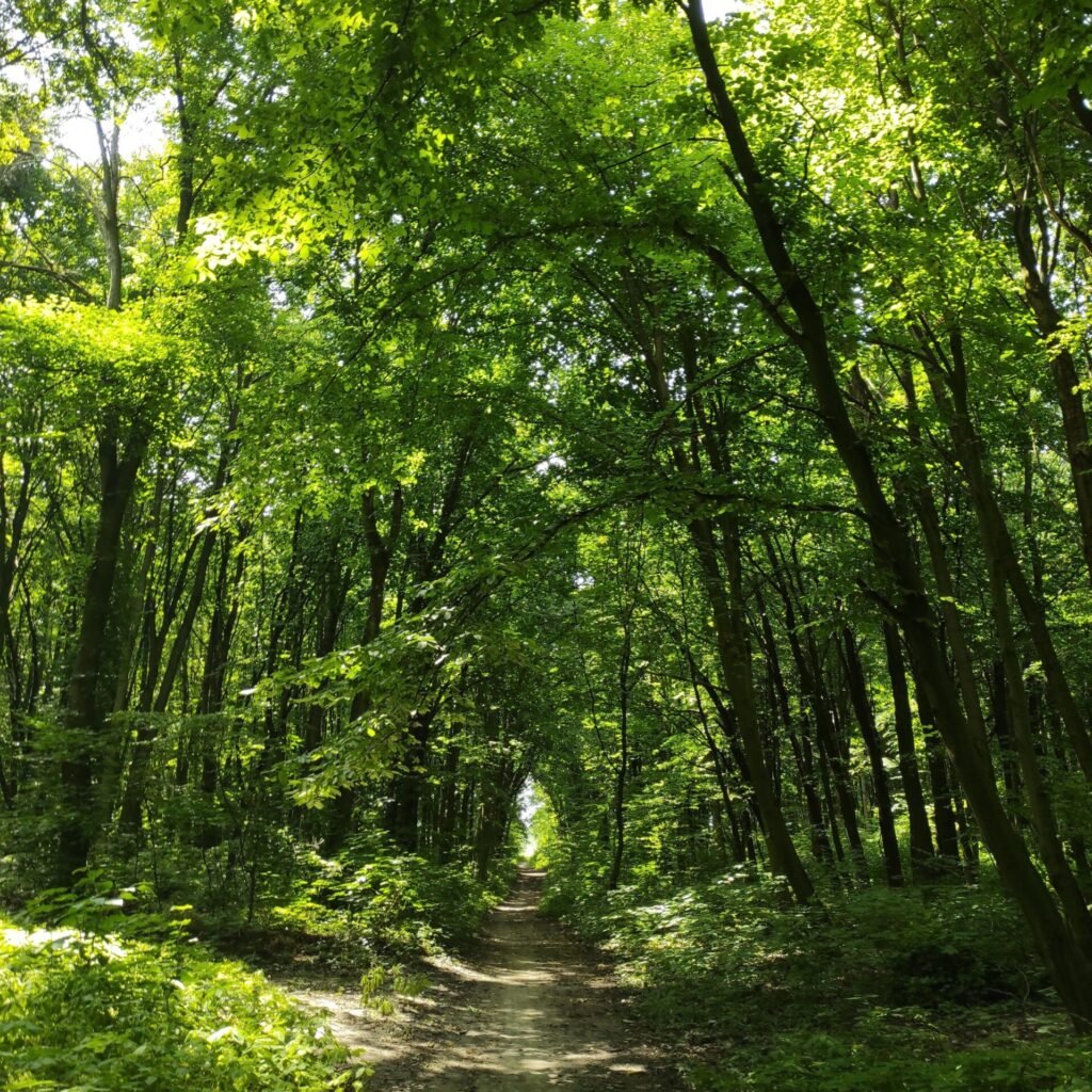 Tranquil forest path surrounded by vibrant green foliage on a sunny day.